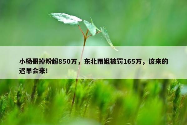 小杨哥掉粉超850万，东北雨姐被罚165万，该来的迟早会来！