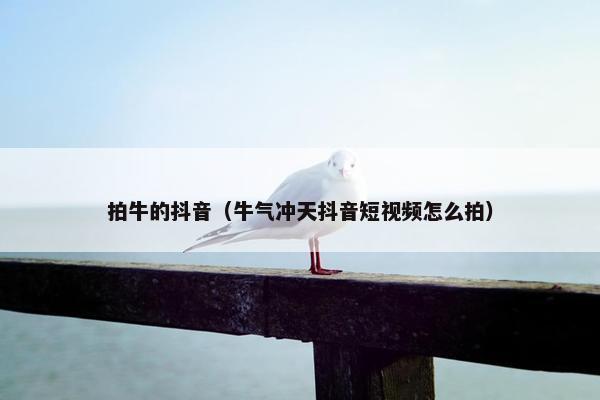 拍牛的抖音（牛气冲天抖音短视频怎么拍）