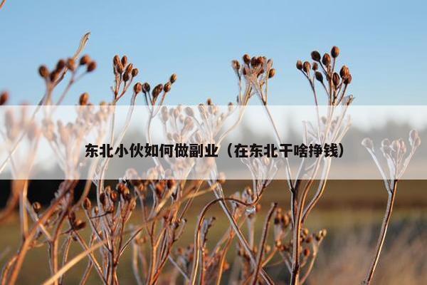 东北小伙如何做副业（在东北干啥挣钱）