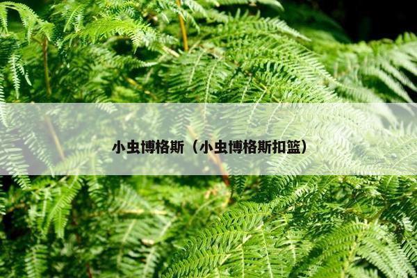 小虫博格斯（小虫博格斯扣篮）