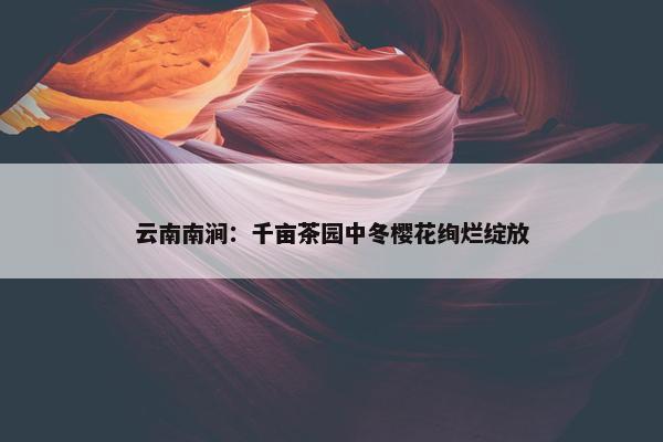 云南南涧：千亩茶园中冬樱花绚烂绽放